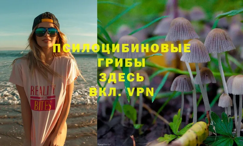 дарнет шоп  Валдай  Галлюциногенные грибы MAGIC MUSHROOMS 